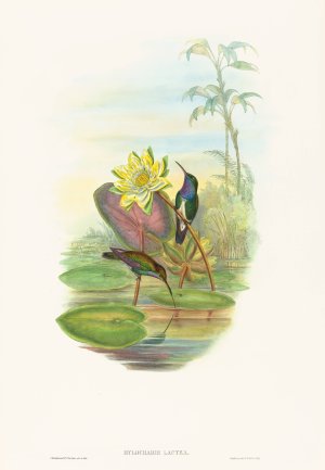Hylocharis lactea by John Gould Oil Painting