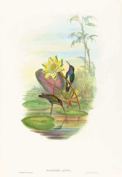 Main Product Photo of Hylocharis lactea  Painting by John Gould