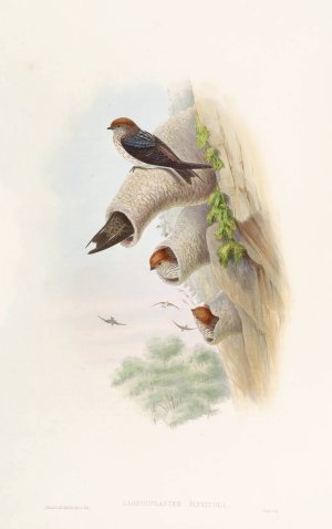 Indian Cliff-Swallow by John Gould Oil Painting