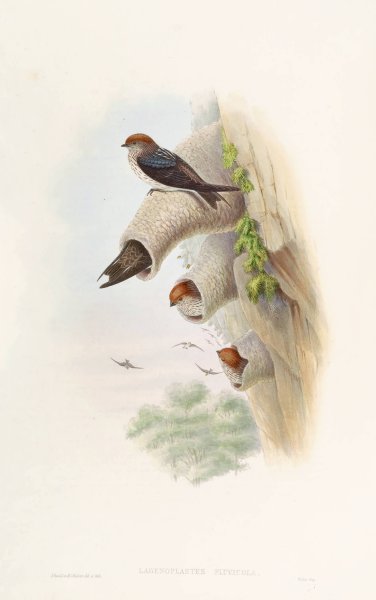 Main Product Photo of Indian Cliff-Swallow  Painting by John Gould