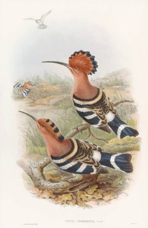 Indian Hoopoe by John Gould Oil Painting