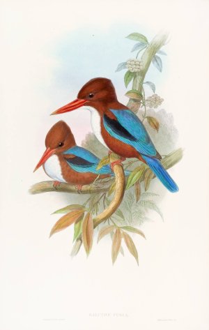 Indian Kingfisher by John Gould Oil Painting