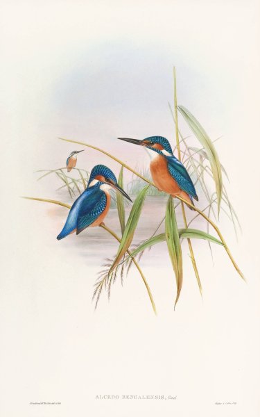 Indian Kingfisher  by John Gould - Hand-Painted Oil Painting Reproduction