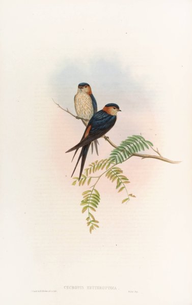 Indian Mosque-Swallow  by John Gould - Hand-Painted Oil Painting Reproduction