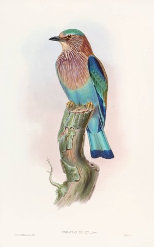 Indian Roller by John Gould Oil Painting