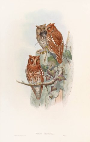 Indian Scops Owl by John Gould Oil Painting