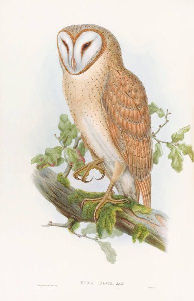 Indian Screech Owl  by John Gould - Hand-Painted Oil Painting Reproduction