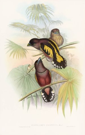 Javan Eurylaime by John Gould Oil Painting