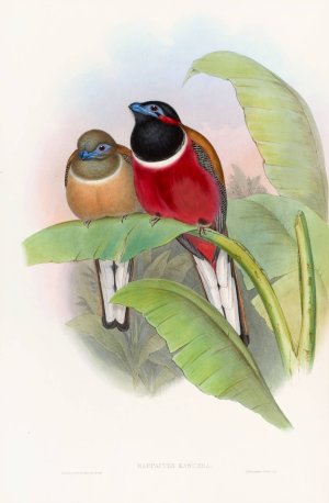 Kasumba Trogon by John Gould Oil Painting