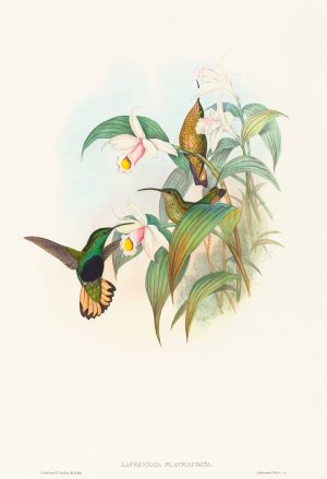 Lafresnaya flavicaudata by John Gould Oil Painting