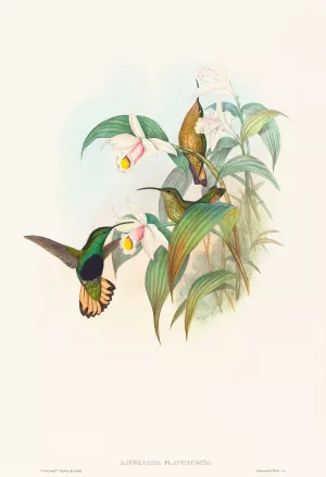 Lafresnaya flavicaudata by John Gould Oil Painting