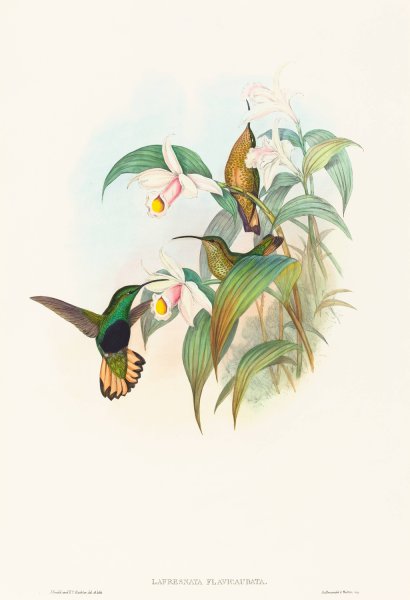 Main Product Photo of Lafresnaya flavicaudata  Painting by John Gould