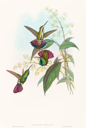 Lampornis prevosti by John Gould Oil Painting
