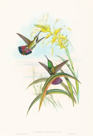 Lampornis veraguensis by John Gould Oil Painting