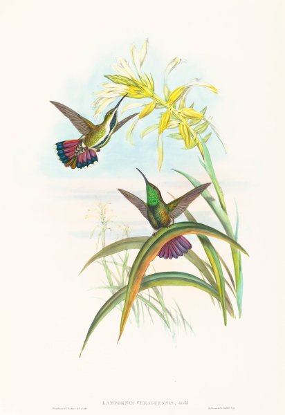 Lampornis veraguensis  by John Gould - Hand-Painted Oil Painting Reproduction