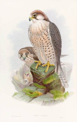 Lanner Falcon by John Gould Oil Painting