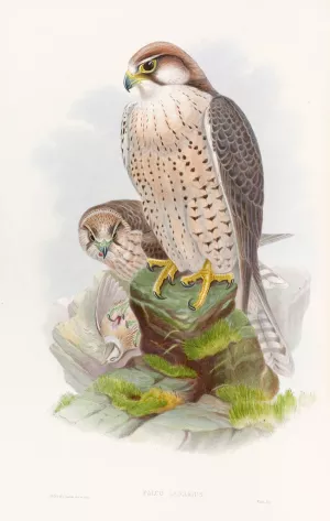 Lanner Falcon by John Gould Oil Painting
