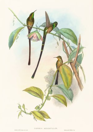 Lesbia Amaryllis by John Gould Oil Painting
