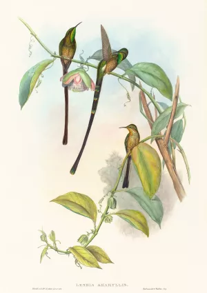 Lesbia Amaryllis Oil painting by John Gould