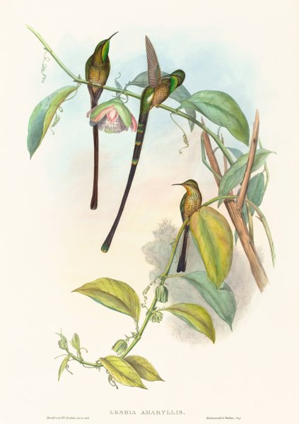 Lesbia Amaryllis by John Gould - Hand-Painted Oil Painting Reproduction