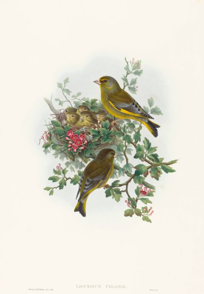 Ligurinus chloris  by John Gould - Hand-Painted Oil Painting Reproduction
