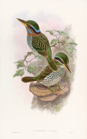Lindsay's Kingfisher by John Gould Oil Painting