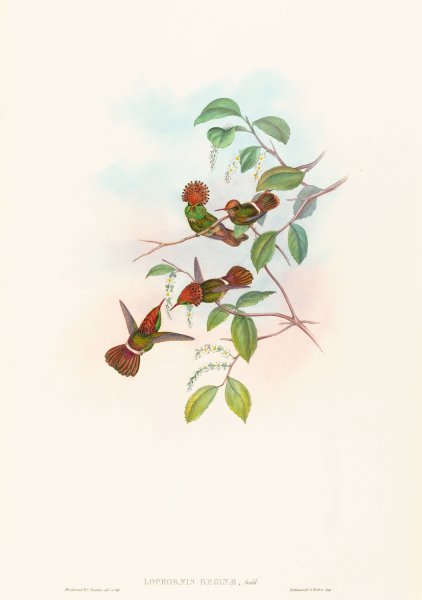Lophornas reginae  by John Gould - Hand-Painted Oil Painting Reproduction