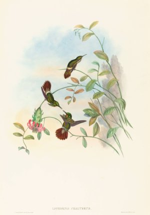 Lophornis chalybeus by John Gould Oil Painting