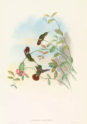 Lophornis chalybeus Oil painting by John Gould