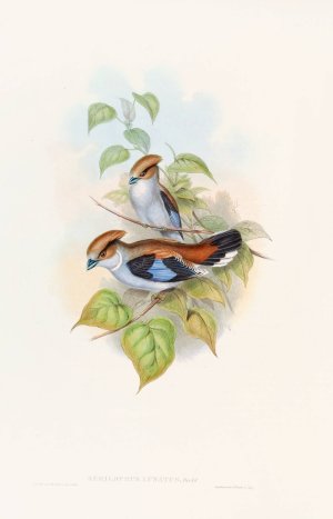 Lunated Eurylaime by John Gould Oil Painting