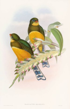Macklot's Trogon by John Gould Oil Painting