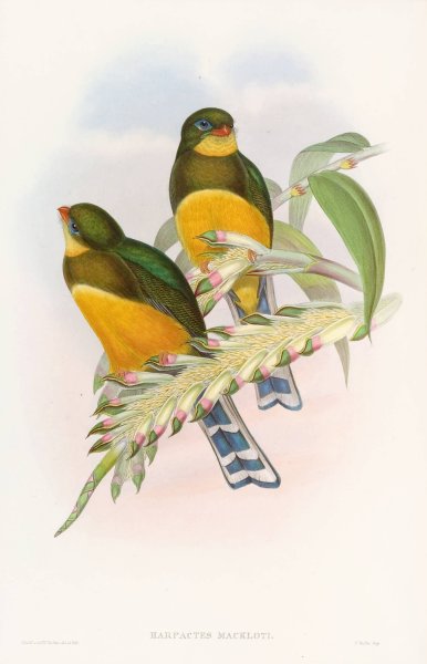 Macklot's Trogon  by John Gould - Hand-Painted Oil Painting Reproduction