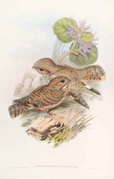 Mahratta, Nightjar  by John Gould - Hand-Painted Oil Painting Reproduction