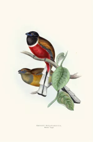 Malabar Trogon Oil painting by John Gould