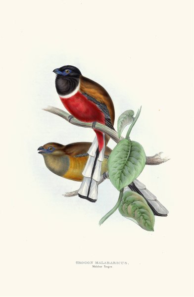 Malabar Trogon  by John Gould - Hand-Painted Oil Painting Reproduction