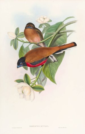 Malacca Trogon by John Gould Oil Painting