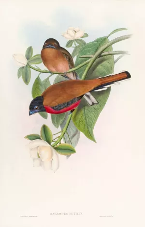 Malacca Trogon Oil painting by John Gould