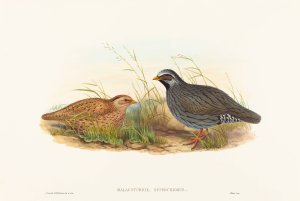 Malacoturnix superciliosus by John Gould Oil Painting