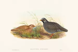 Malacoturnix superciliosus Oil painting by John Gould