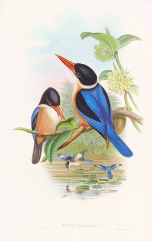 Manilla Kingfisher by John Gould Oil Painting
