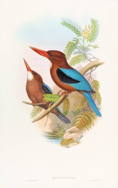 Manilla Kingfisher  by John Gould - Hand-Painted Oil Painting Reproduction