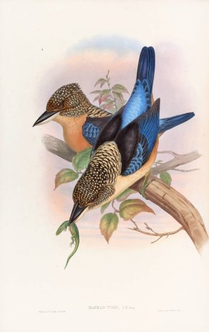 Mantled Kingfisher by John Gould Oil Painting