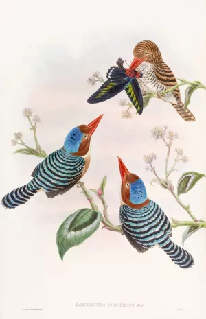 Many-coloured Kingfisher Oil painting by John Gould