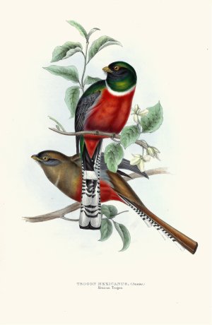 Mexican Trogon 2 by John Gould Oil Painting