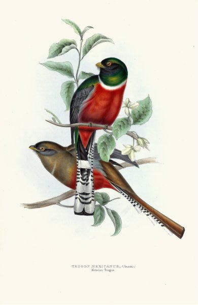 Mexican Trogon 2  by John Gould - Hand-Painted Oil Painting Reproduction