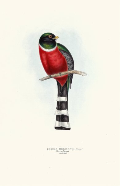 Mexican Trogon  by John Gould - Hand-Painted Oil Painting Reproduction