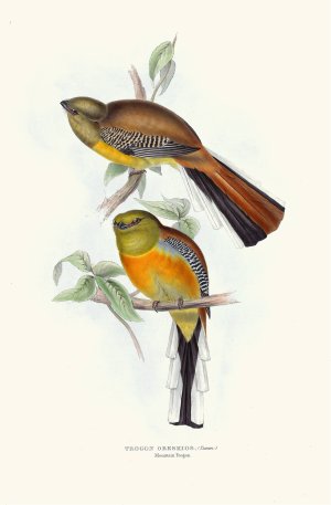 Mountain Trogon by John Gould Oil Painting