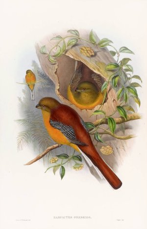 Mountain Trogon by John Gould Oil Painting