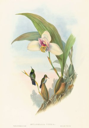 Myiabeillia typica by John Gould Oil Painting