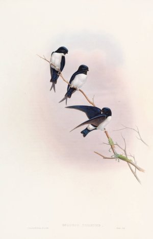 Nepal Martin-Swallow by John Gould Oil Painting